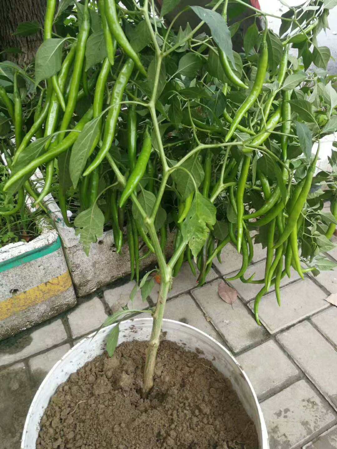 金正5個(gè)15在辣椒上的應(yīng)用實(shí)例